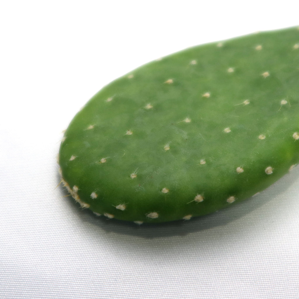 Opuntia Mona Lisa (Cutting)