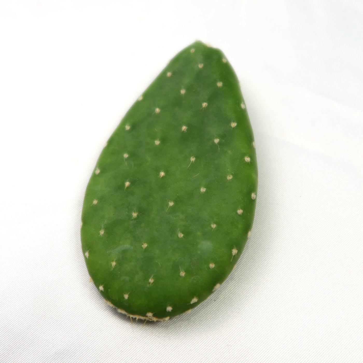 prickly pear cactus white spots Shop 'Opuntia Mona Lisa' Cutting for Sale