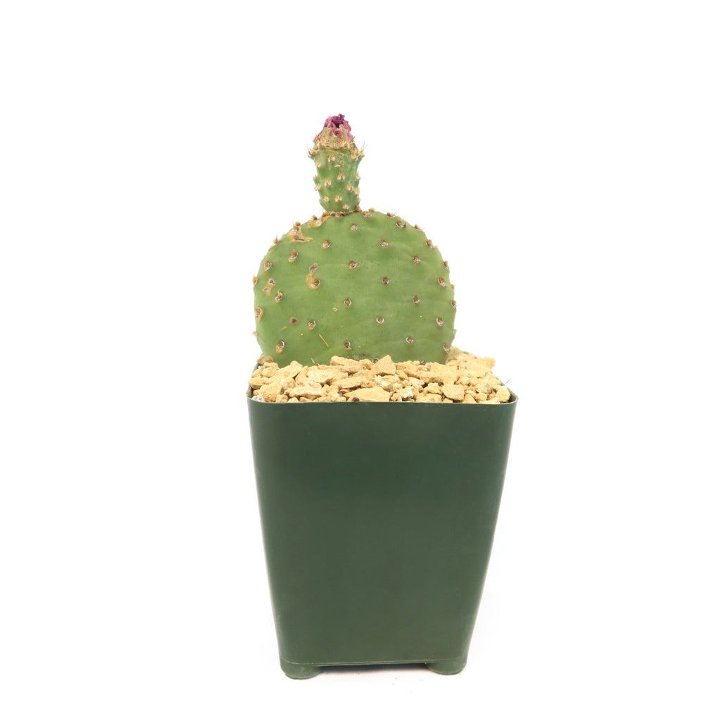 Opuntia ‘Orange Chiffon’