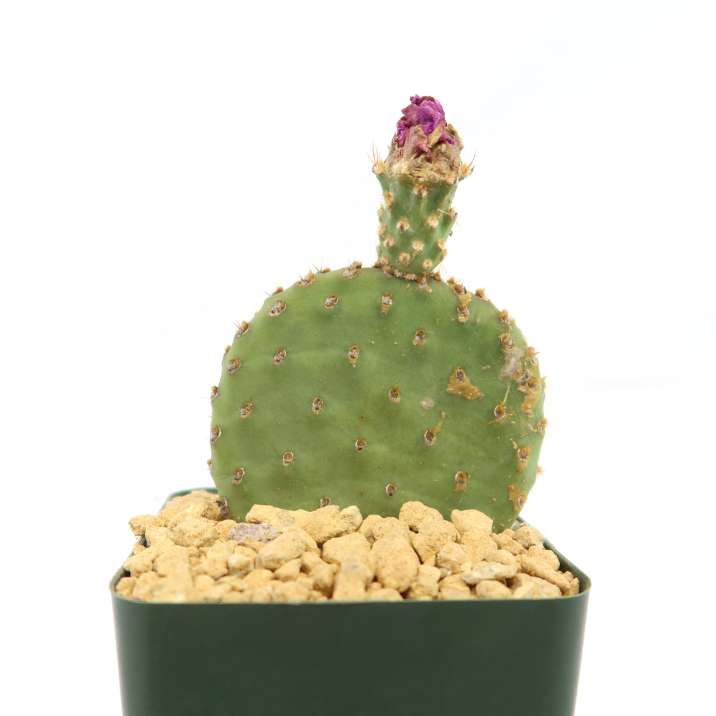 Opuntia ‘Orange Chiffon’