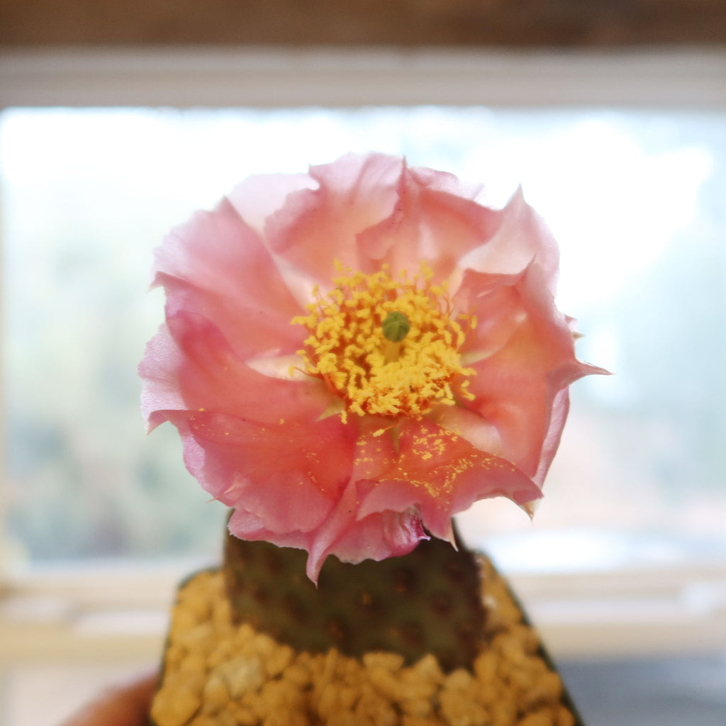Opuntia ‘Orange Chiffon’