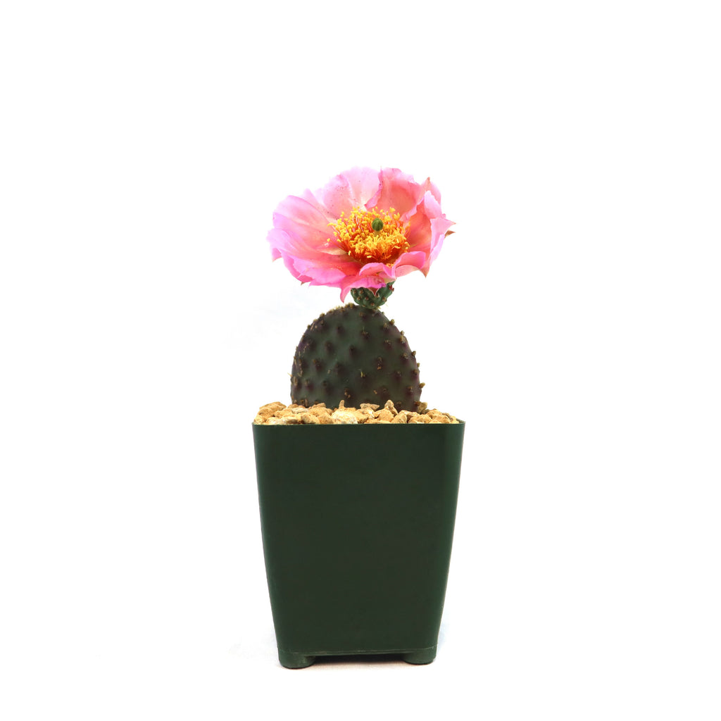 Opuntia ‘Orange Chiffon’