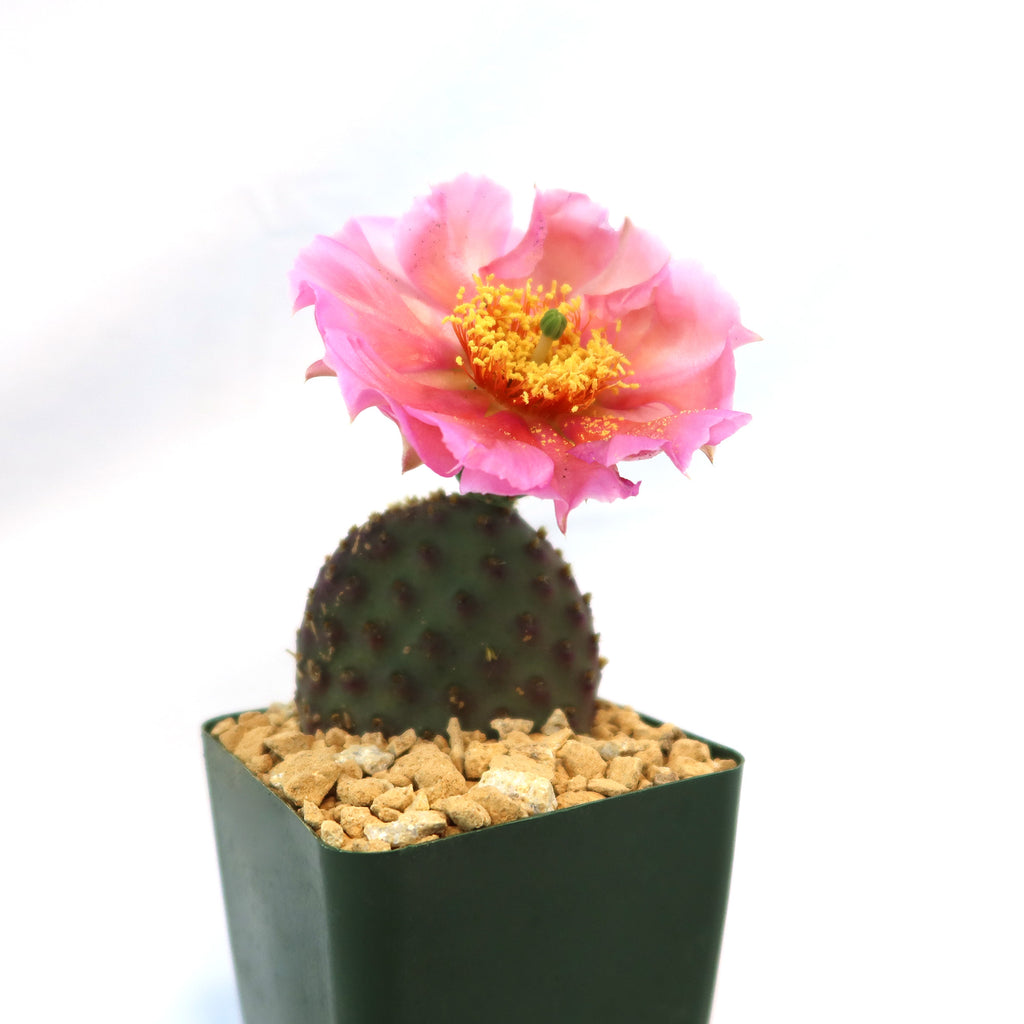 Opuntia ‘Orange Chiffon’
