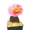 Opuntia ‘Orange Chiffon’