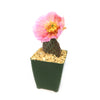 Opuntia ‘Orange Chiffon’
