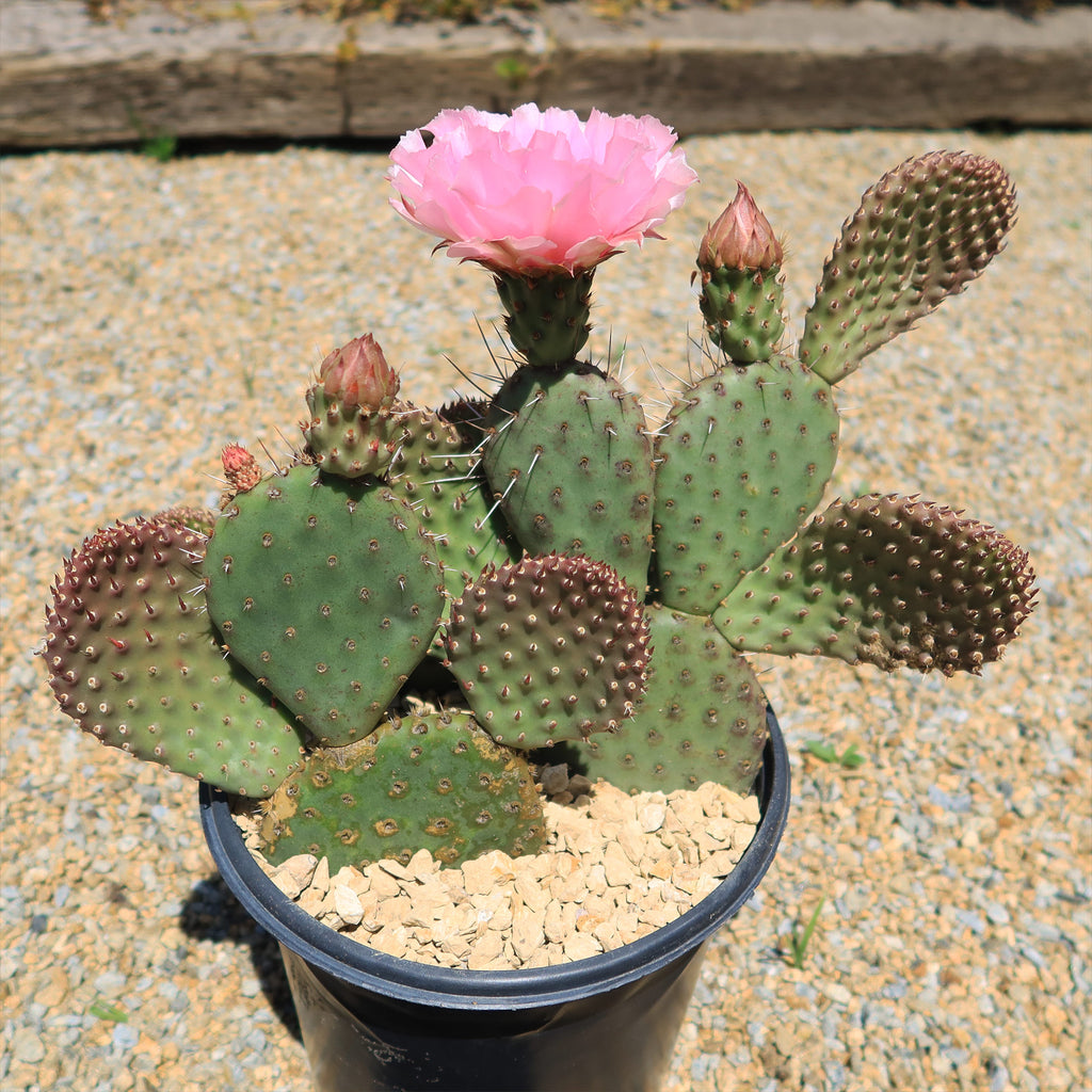 Shop 'Winter Hardy Cactus – Opuntia 'Orange Chiffon' Care and