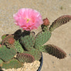 Opuntia ‘Orange Chiffon’