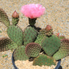 Opuntia ‘Orange Chiffon’