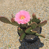 Opuntia ‘Orange Chiffon’