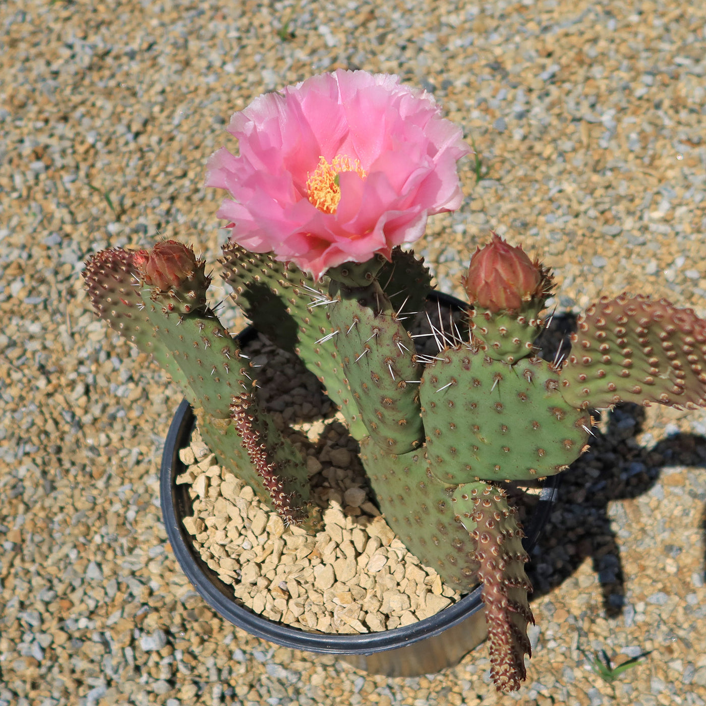 prickly pear cactus sunlight Shop 'Winter Hardy Cactus – Opuntia 'Orange Chiffon' Care and Growing Guide
