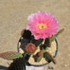 Opuntia ‘Orange Chiffon’