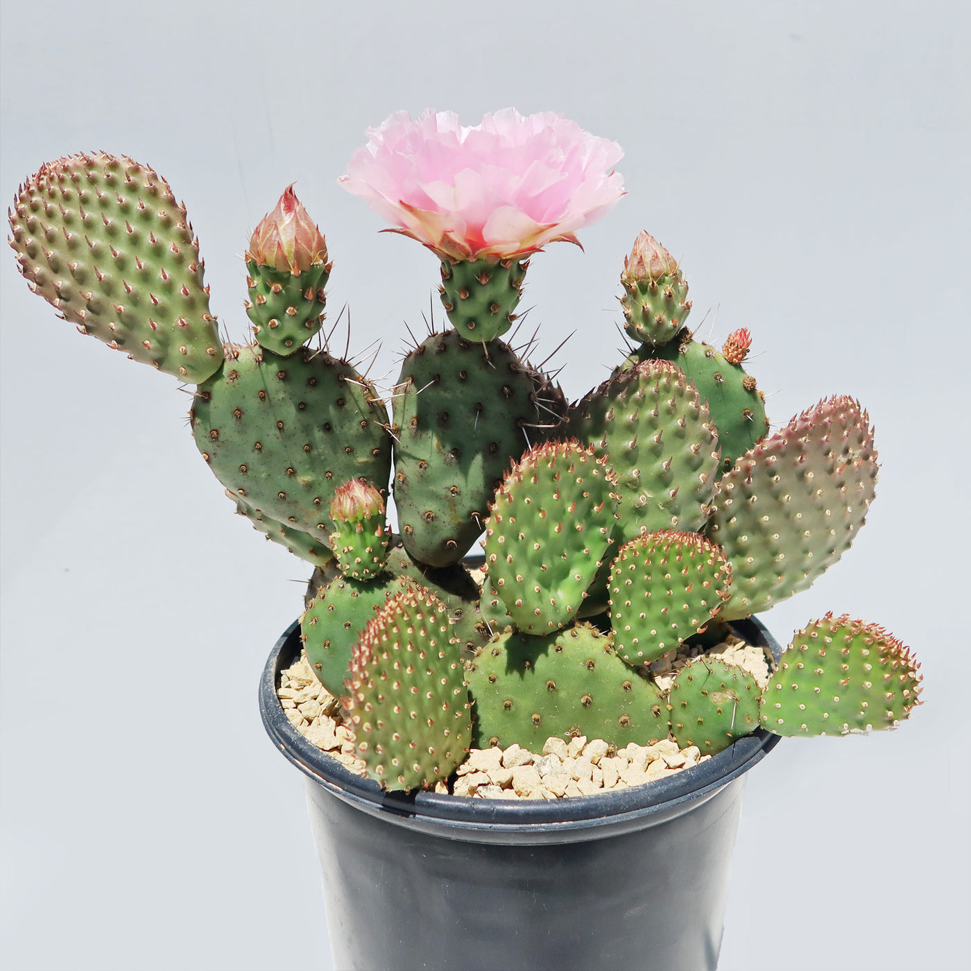 prickly pear cactus with orange flowers Shop 'Winter Hardy Cactus – Opuntia 'Orange Chiffon' Care and Growing Guide