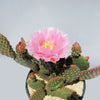 Opuntia ‘Orange Chiffon’