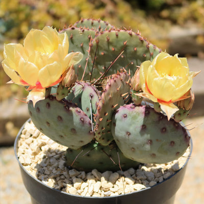 Opuntia Santa Rita Prickly Pear