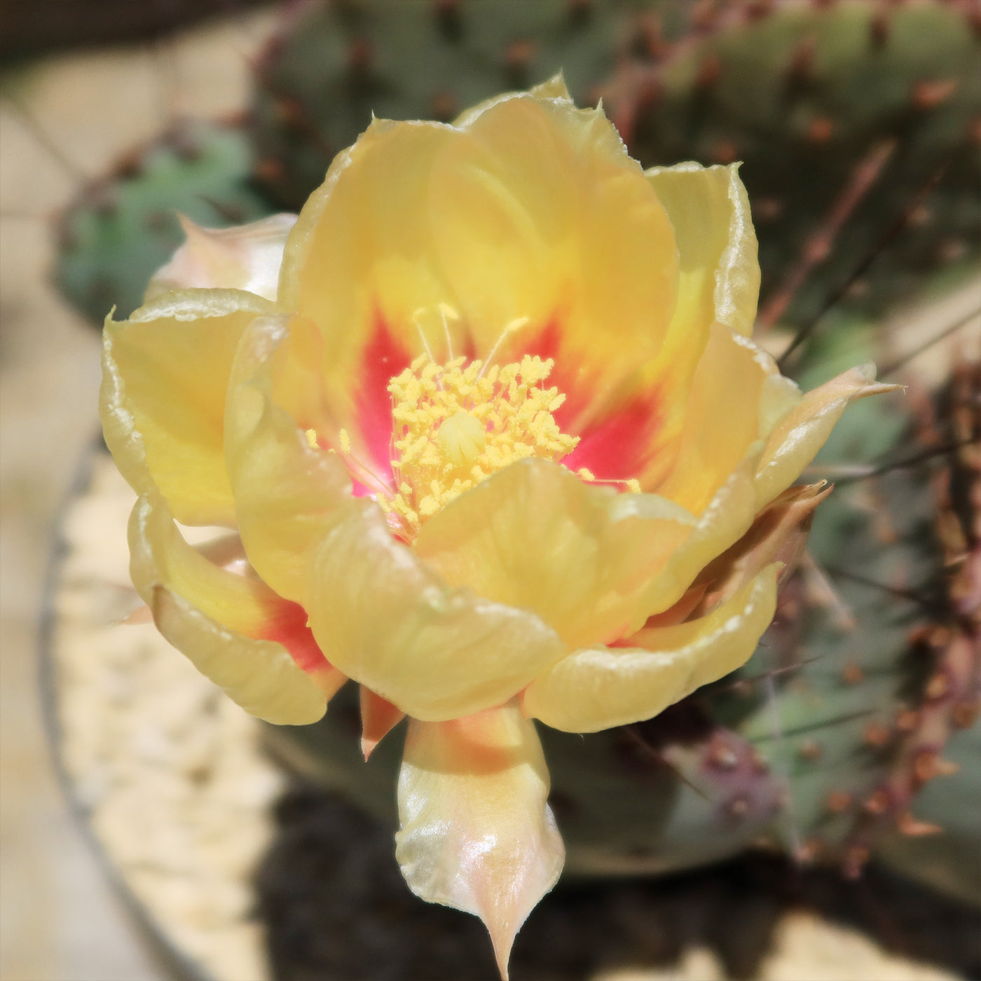 Opuntia Santa Rita Prickly Pear