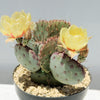 Opuntia &