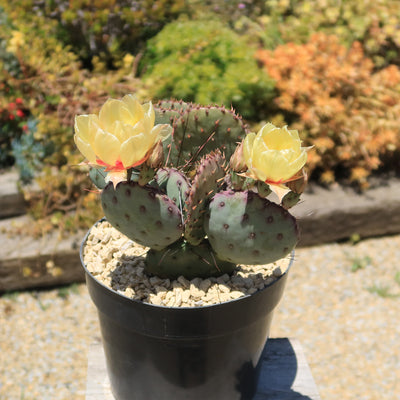 Opuntia Santa Rita Prickly Pear