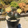 Opuntia &