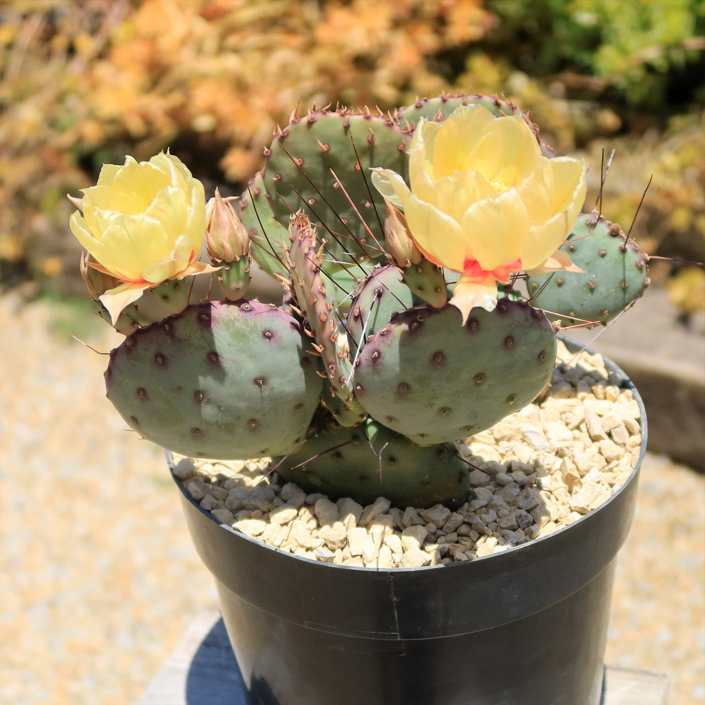 Opuntia Santa Rita Prickly Pear