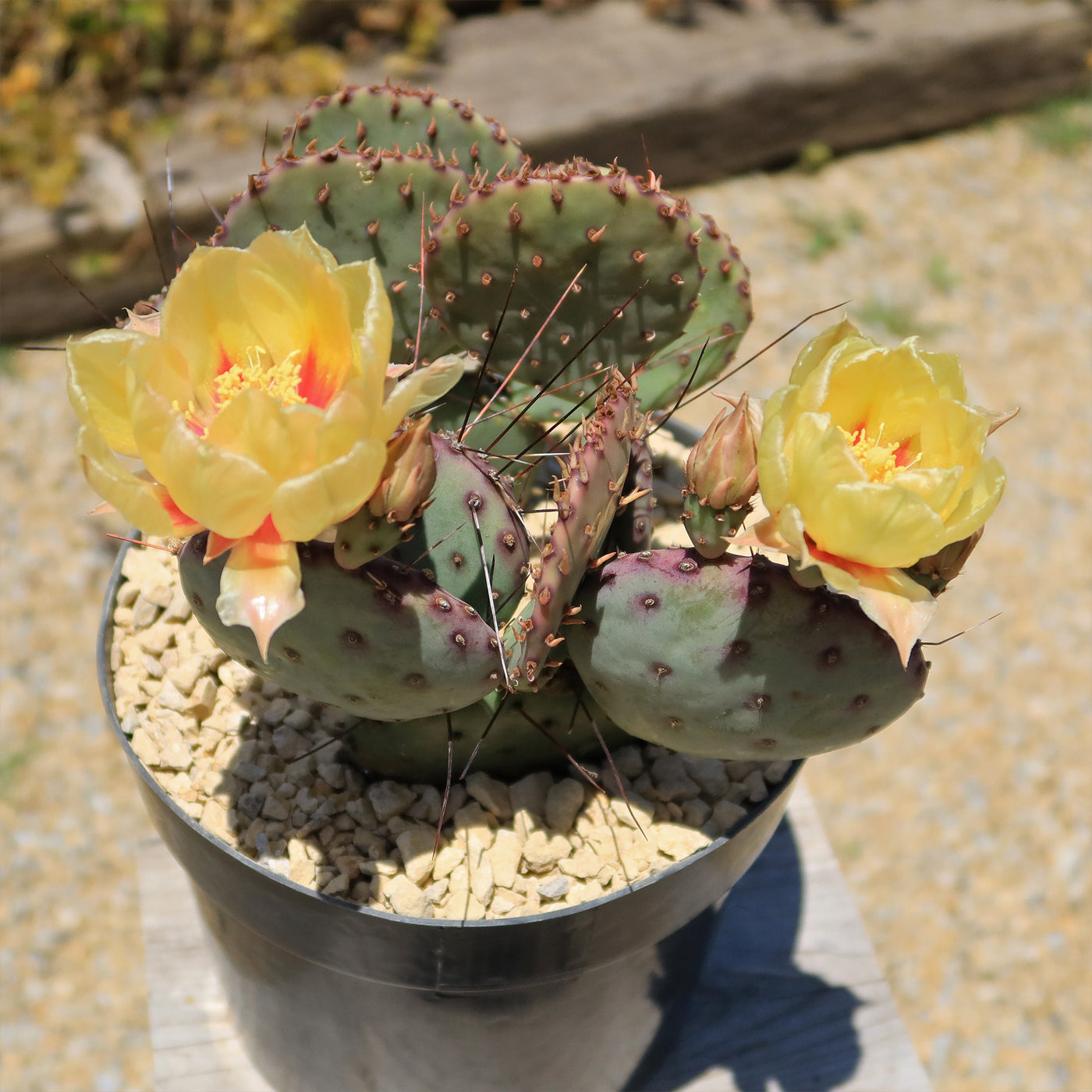 Opuntia Santa Rita Prickly Pear