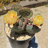Opuntia &