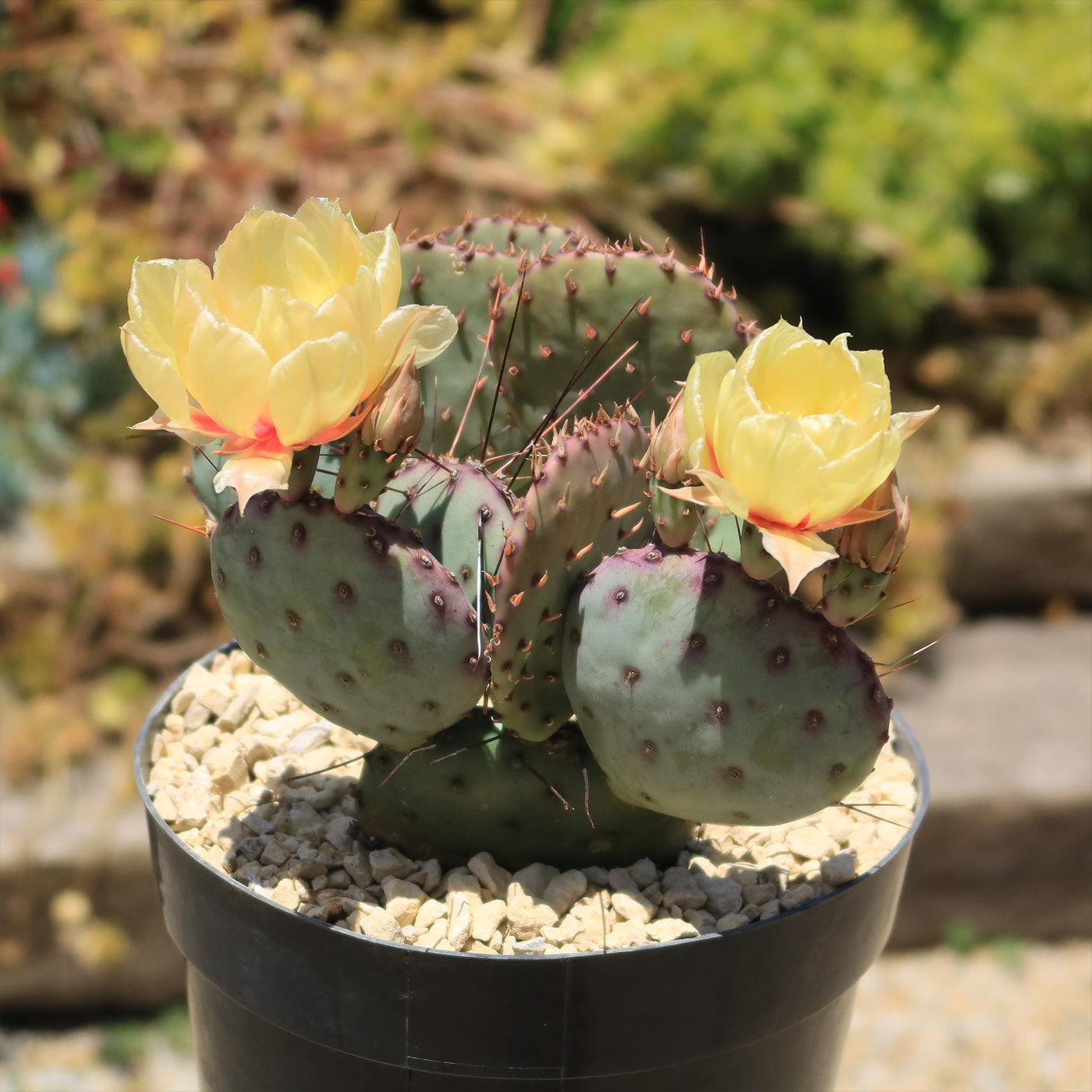 Opuntia Santa Rita Prickly Pear