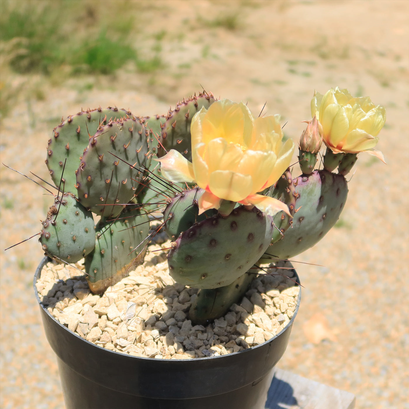 Opuntia Santa Rita Prickly Pear