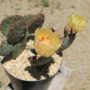 Opuntia &
