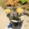 Opuntia Santa Rita Prickly Pear