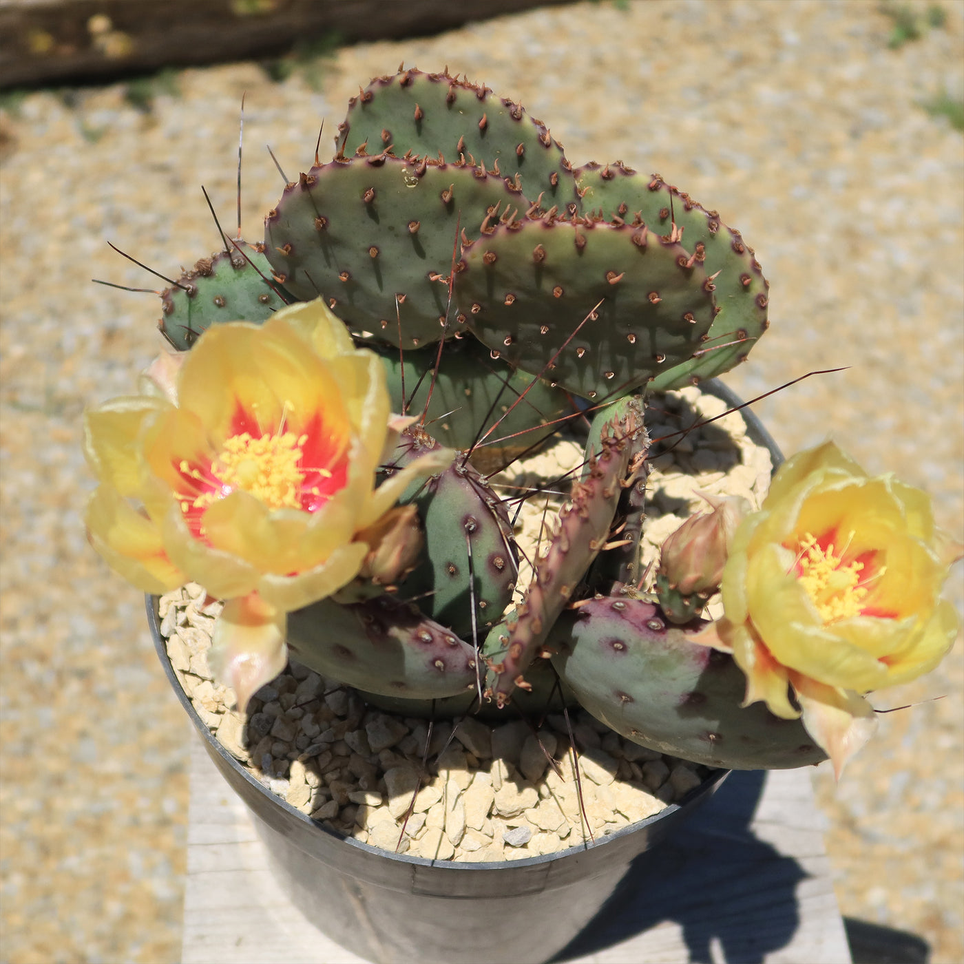 Opuntia Santa Rita Prickly Pear