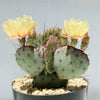 Opuntia &