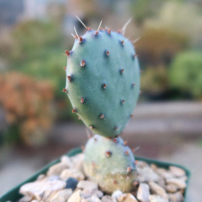 Opuntia Santa Rita Prickly Pear