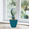 Opuntia &