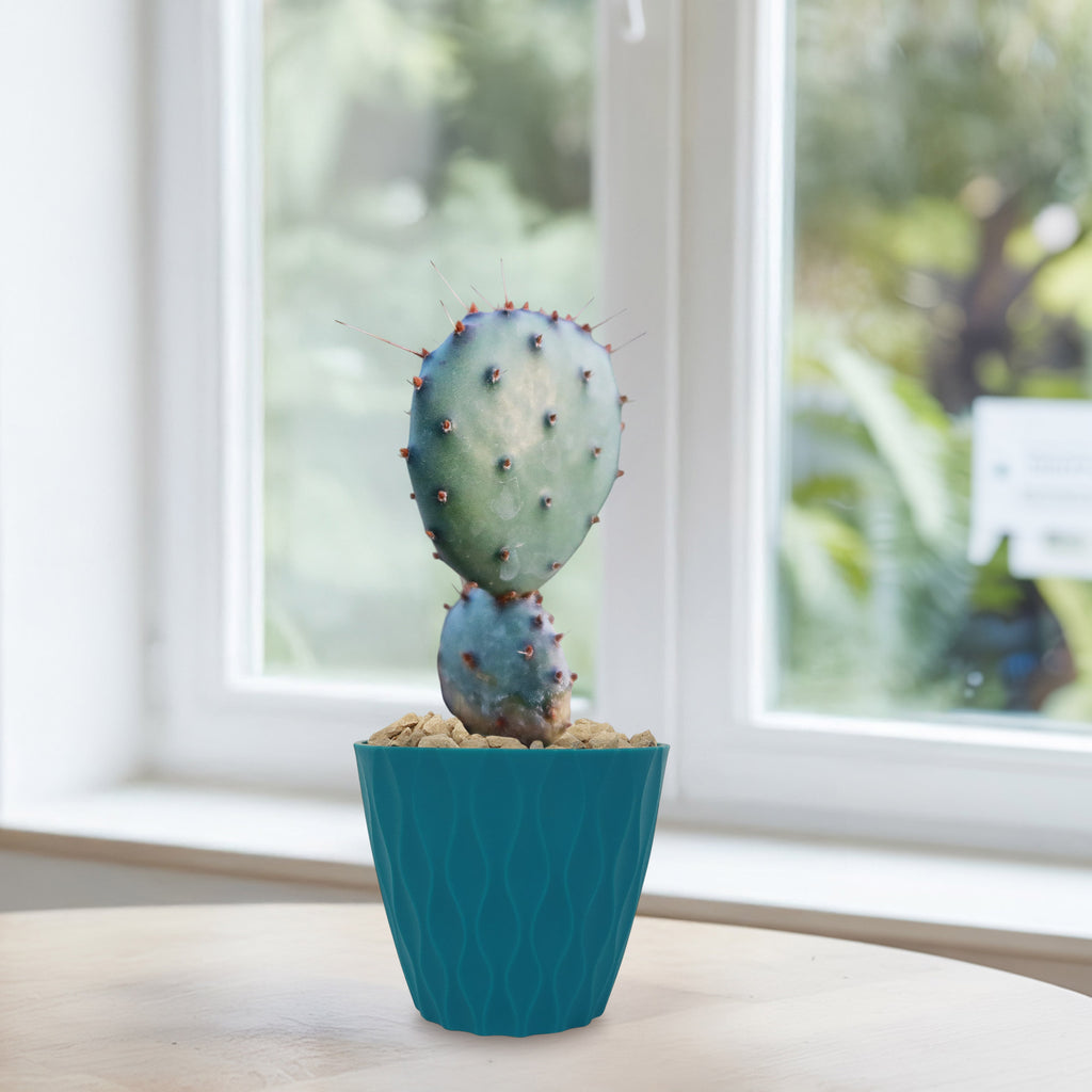 Opuntia Santa Rita Prickly Pear