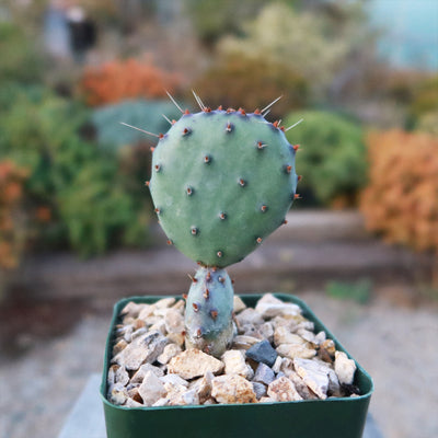 Opuntia Santa Rita Prickly Pear