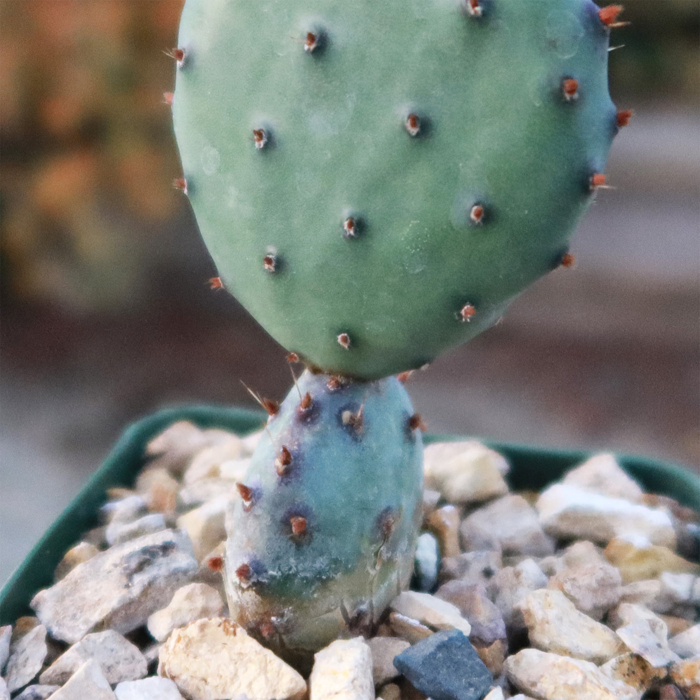 Opuntia Santa Rita Prickly Pear