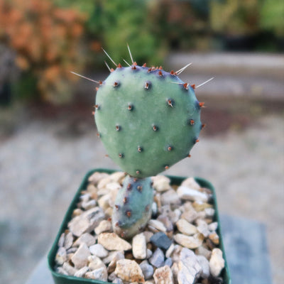 Opuntia Santa Rita Prickly Pear