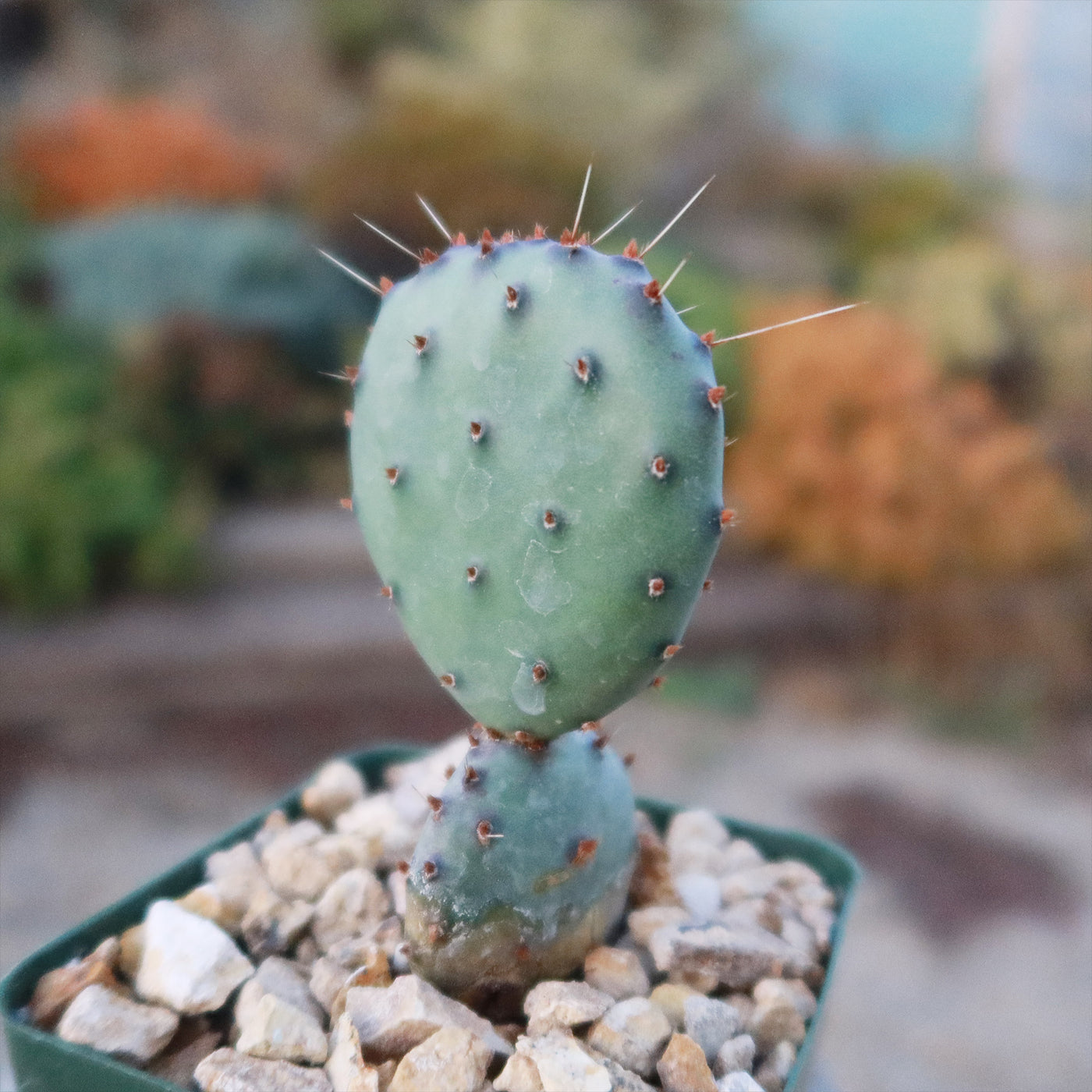 little prickly pear cactus Opuntia Santa Rita Prickly Pear