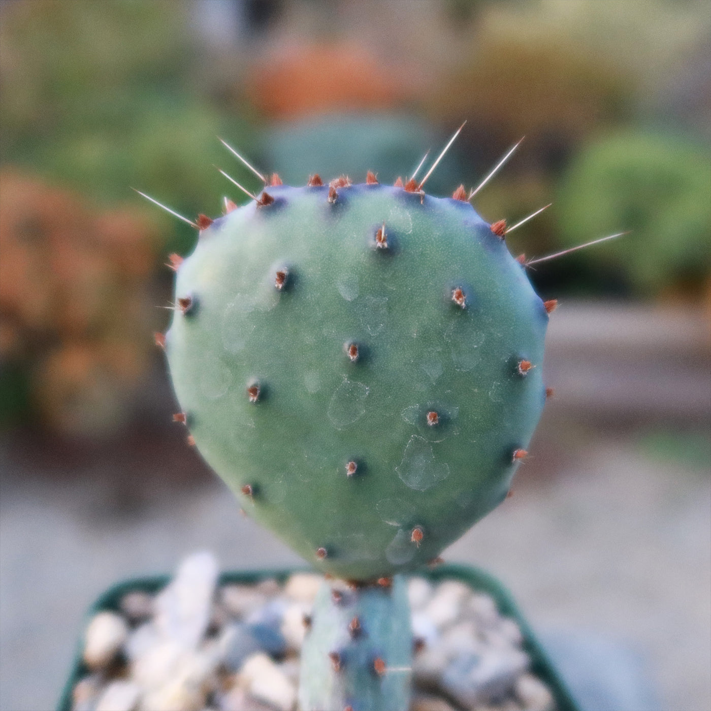 Opuntia Santa Rita Prickly Pear