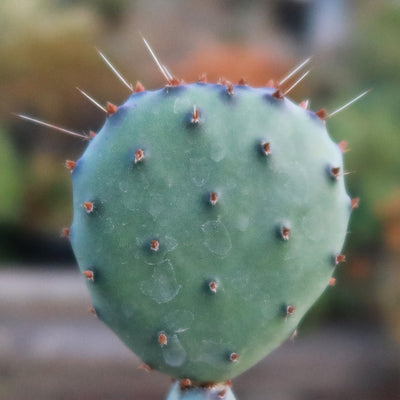 Opuntia Santa Rita Prickly Pear