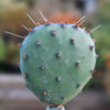 Opuntia &
