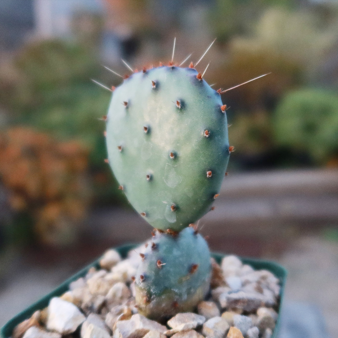 Opuntia Santa Rita Prickly Pear