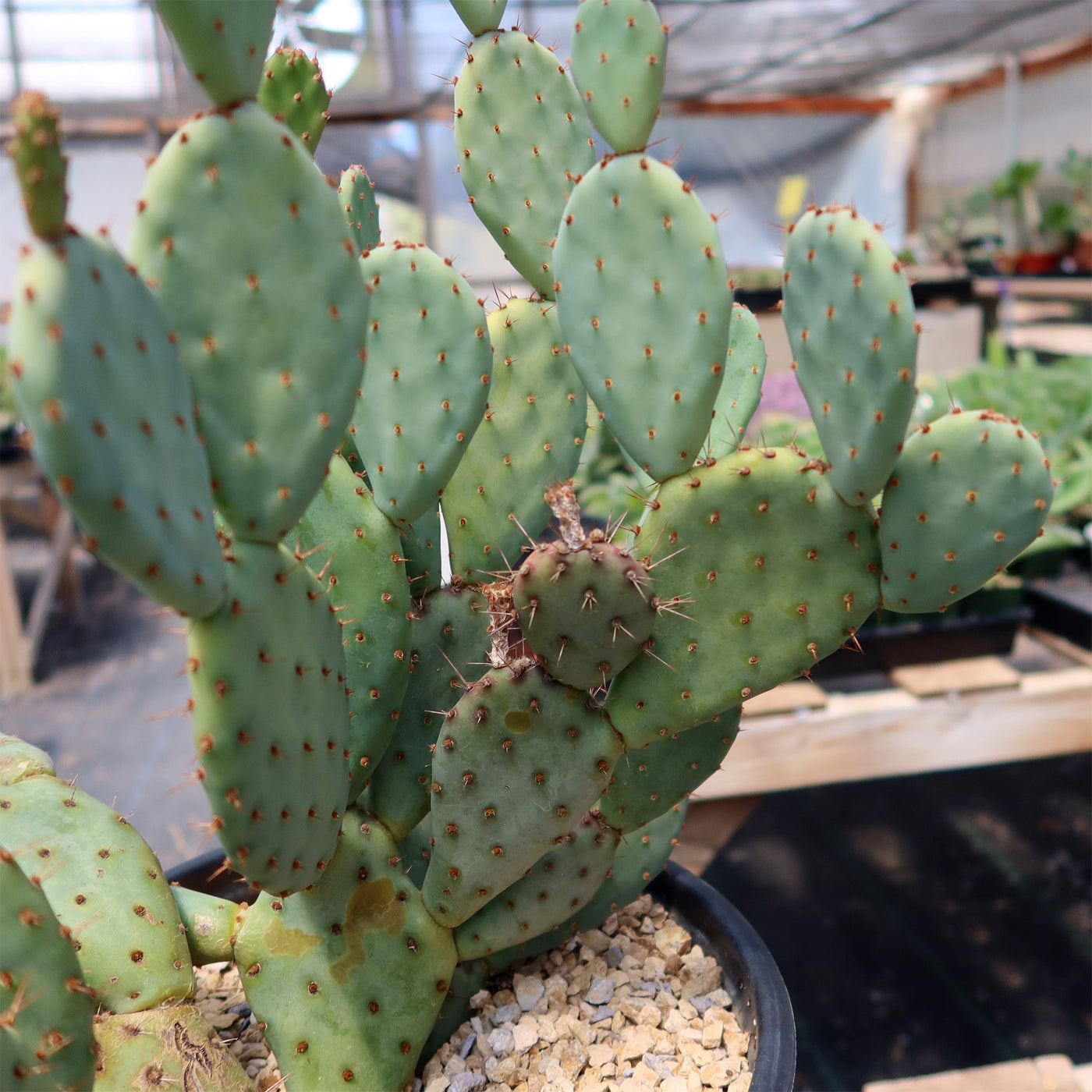 Opuntia Santa Rita Prickly Pear