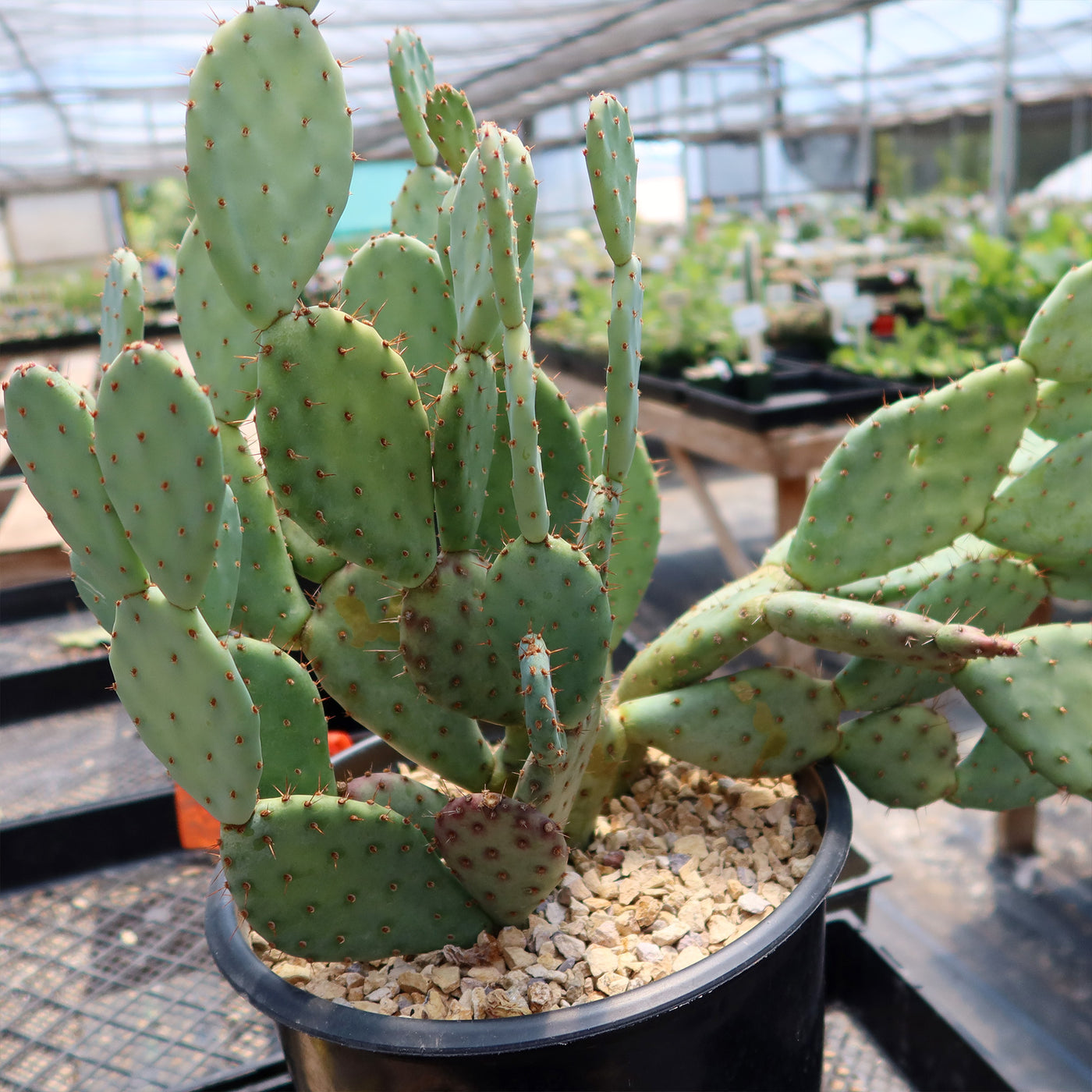 Opuntia Santa Rita Prickly Pear