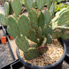 Opuntia Santa Rita Prickly Pear