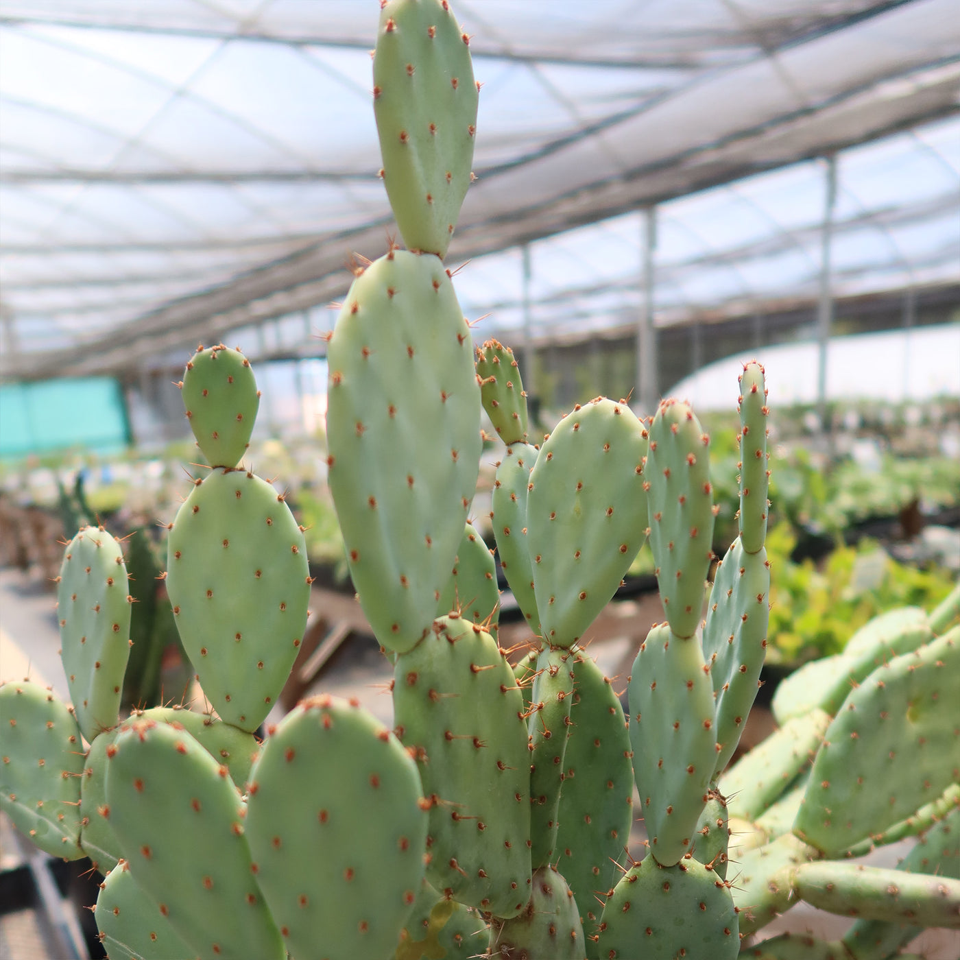 Opuntia Santa Rita Prickly Pear