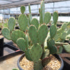 Opuntia Santa Rita Prickly Pear