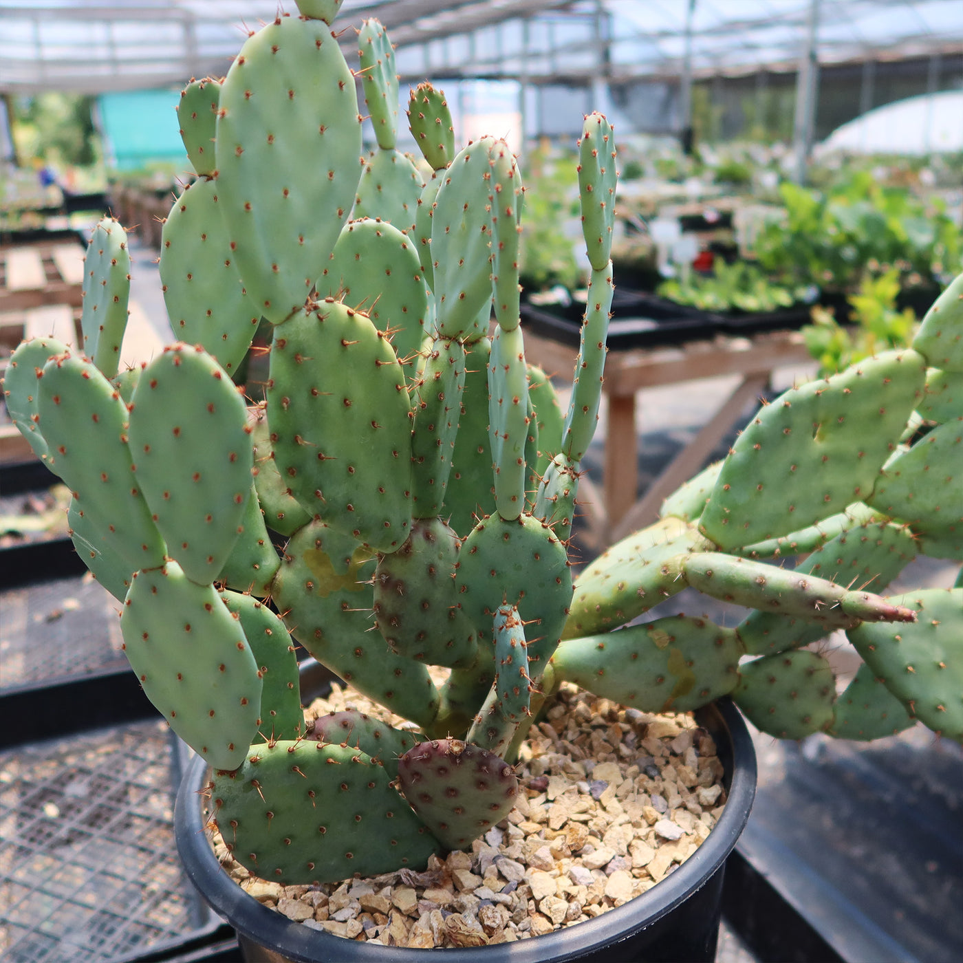 Buy "Opuntia Santa Rita Prickly Pear" For Sale | Planet Desert