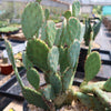 Opuntia Santa Rita Prickly Pear