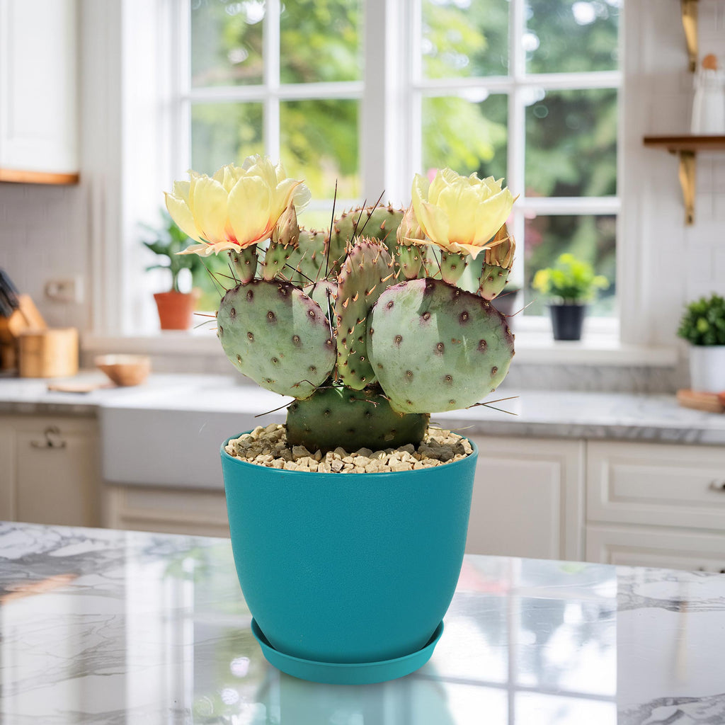 Opuntia Santa Rita Prickly Pear